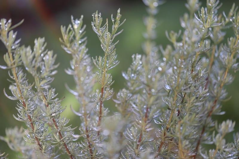 Herb Garden Decor